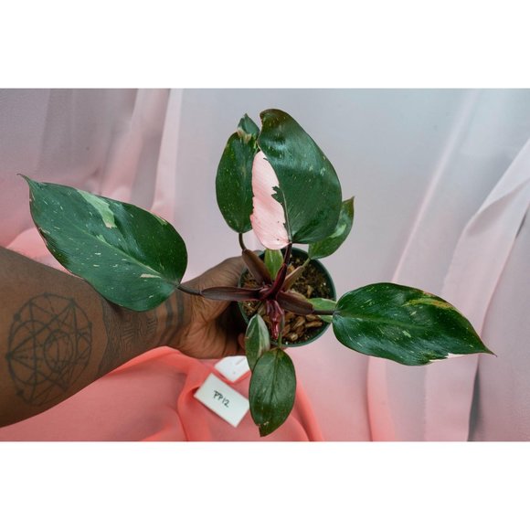 Pink Princess Philodendron 4" US Seller | RARE Pot - Picture 3 of 4